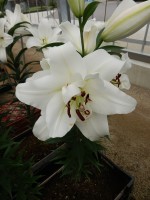 [4617 VZ W08 3182-04 White Eyes No02.JPG]